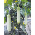 Chinese 2016 hybrid F1 luffa seeds For Growing- Belle
